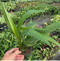 4" Epipremnum Pinnatum Amplissimum